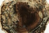 3.6" Long, Polished Petrified Wood Limb - McDermitt, Oregon - #198982-2